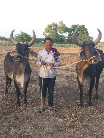 બળદ વેચવાના છે