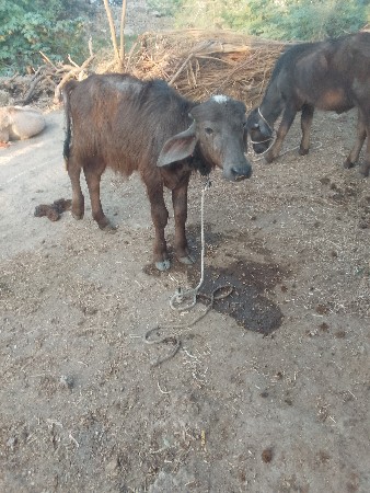 थंबनेल 2