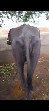 ખળેલી વેચવાની છે