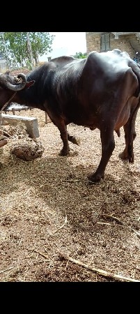 थंबनेल 2