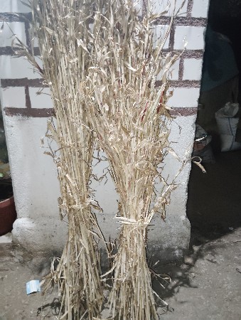 જવાર ની નીણ વેચવાની છે.