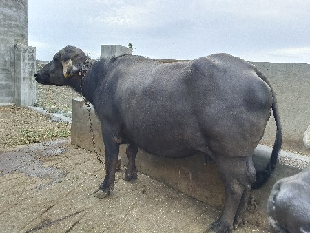 ભેંસ વેચવાની છે.