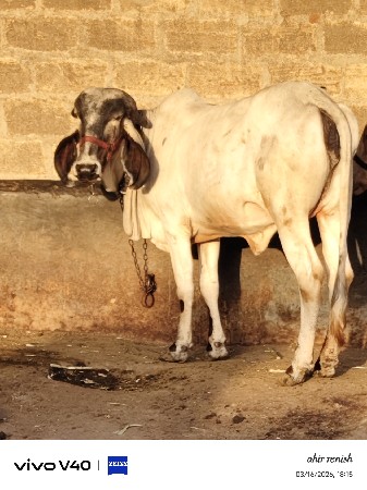 વાછડી વેચવાની છે