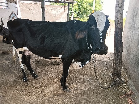 थंबनेल 2