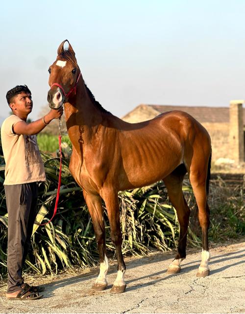 સાટા કરવાના