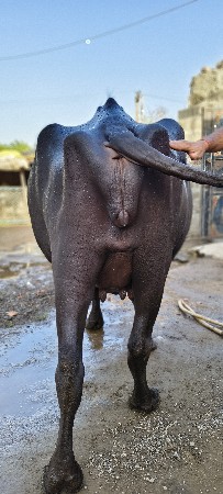 પેલા વૈતરની ખડેલી