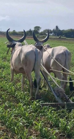 બળદ દેવાના છે