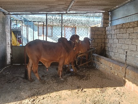 ધણ ખુટ વેચવા નો‌ છે