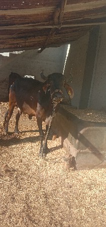 રાજુ.ભાઈ.વાઢીયા