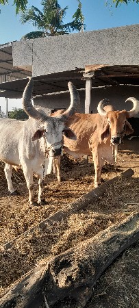 વેચવાના?