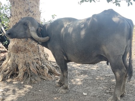 જાફરી ખડાય વેસવાની છે