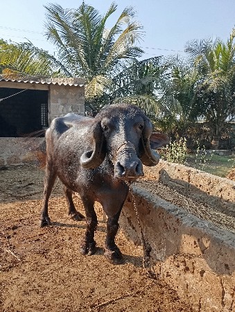 થંબનેલ 3