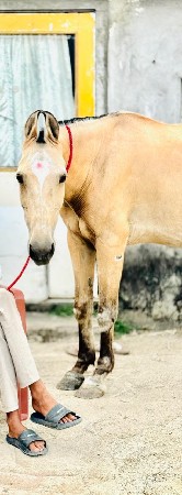 ઘોડી વેચવા ની છે