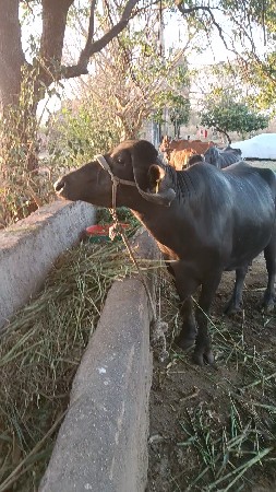 थंबनेल 2