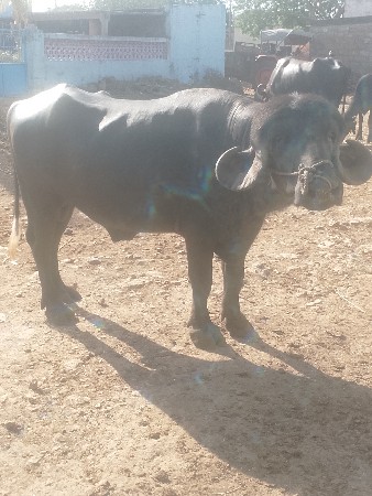 પાડો વેચવાનો છે