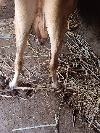 थंबनेल 3