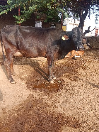 थंबनेल 2