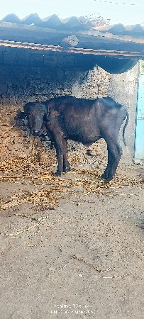 थंबनेल 6