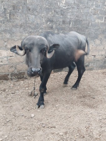 थंबनेल 2