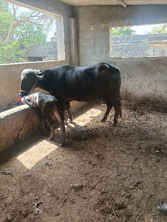 थंबनेल 3