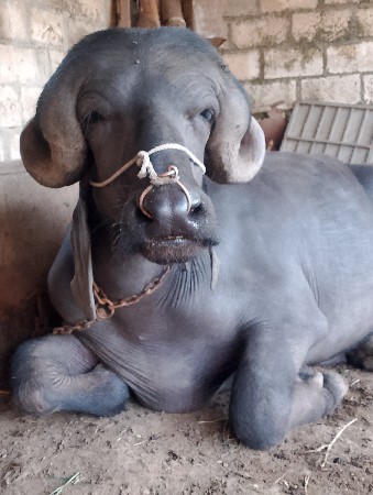 પાડો વેચવા નો છે