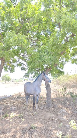 રોજી વછેરી વેચવાની છે