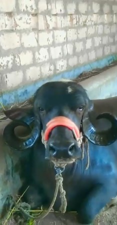 ટોપલી ખડાઈ  વેચવાની છે