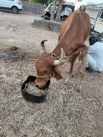 sonkapila gay vesvani se