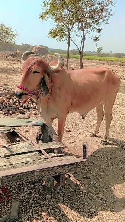 બળદ વેચવાના છે