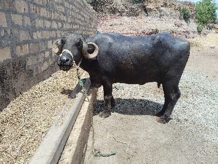 थंबनेल 3