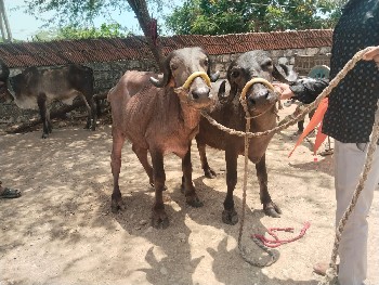 બે પાડીયુ વેચવાની છે