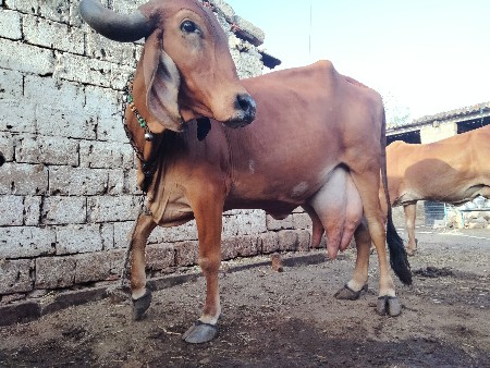 ગાય વેચવાની છે