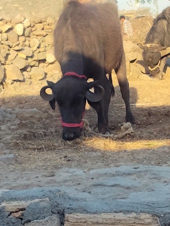 थंबनेल 3