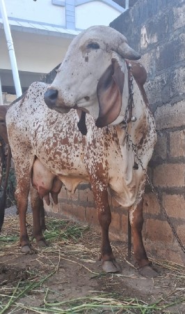 કાબરી ગીર ગાય