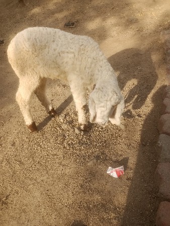 માણાવદર