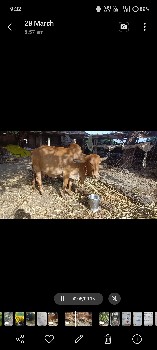 સુવર્ણ કપિલા ગાય વેચવાની છે