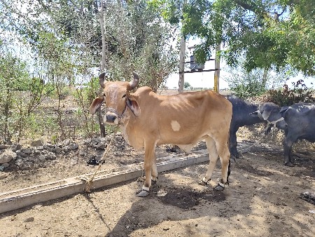 थंबनेल 3