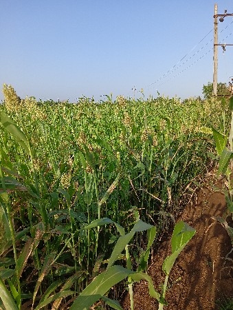 જુવાર નો સાર