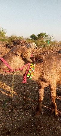 थंबनेल 3