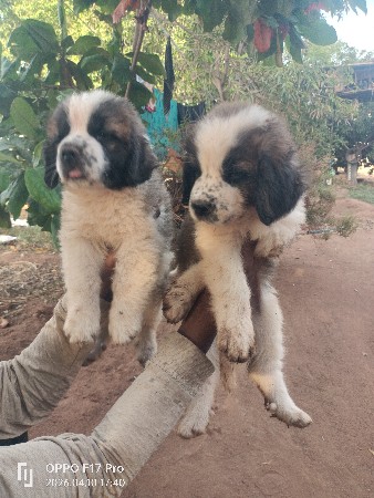 સેનબનર 2 ફિમેલ