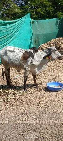 દેશી કાબરી હોળકી વેચવાની છે