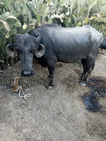 थंबनेल 3