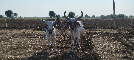 ગોઢલા વેસવાન છે