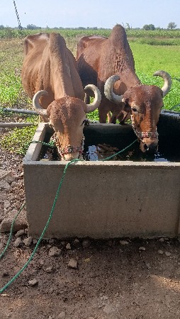 थंबनेल 2