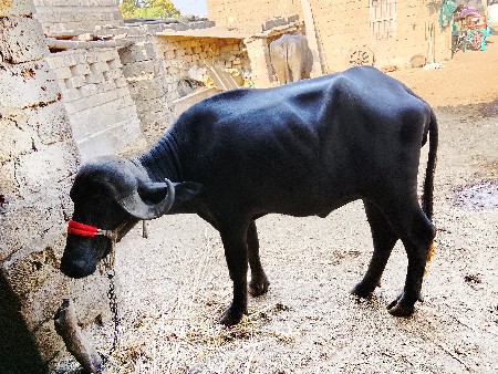 ભેંસ વેચવાની છે પેલા. વે4  દાંત