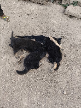 જન્મ સફળ બે ગલુડિયા વેચવાના છે