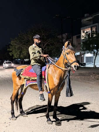 ઘોડી નાસાટાકરવાનાછે સાટેઘોડીઘોડો