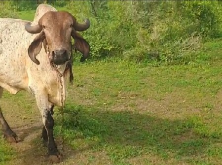 લીલડી ગાય વેચવાની છે.