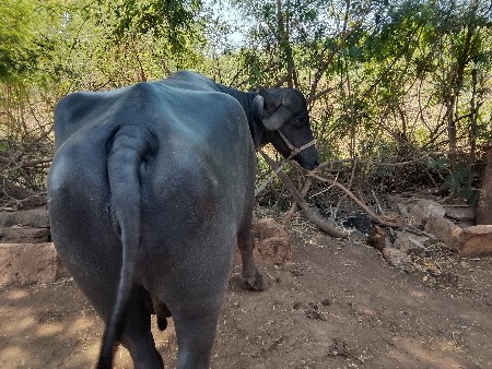 બે ભેંસ વેચવાની છે