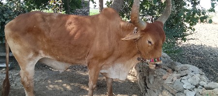 બળદ વેચવાનો છે. 4થી ધર માં છે.